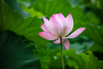 Obraz premium pink lotus in the garden