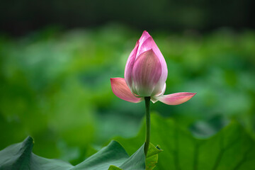 lotus flower in the garden