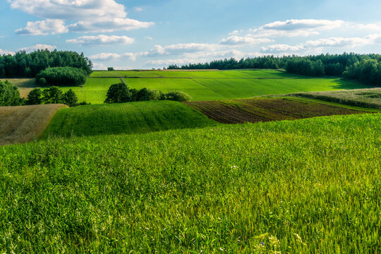 Dzikie polany