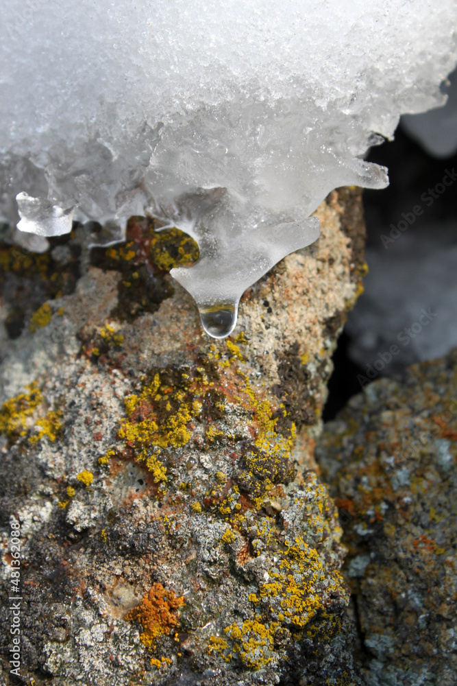 Canvas Prints snow melting on the rock