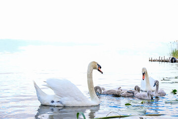 Tierfamilie Mutter-Schwan mit Küken