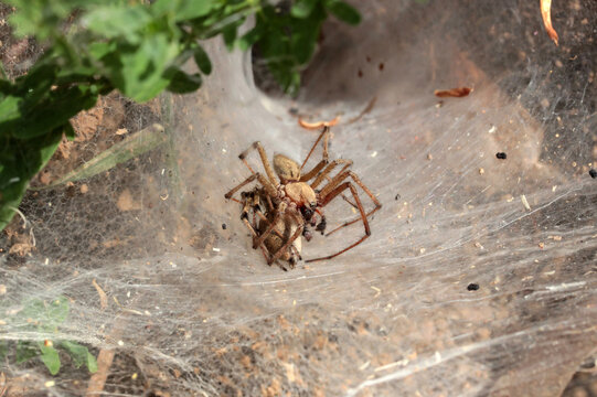 spider eating its mate, amazing nature
