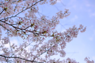 可愛い桜
