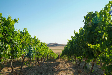 Fototapeta na wymiar Viñedos de la comarca de Cigales, Valladolid, Castilla y León.