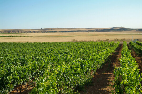 Vi&ntilde;edos de la comarca de Cigales, Valladolid, Castilla y  Le&oacute;n.