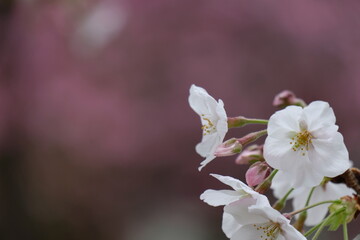 可愛い桜