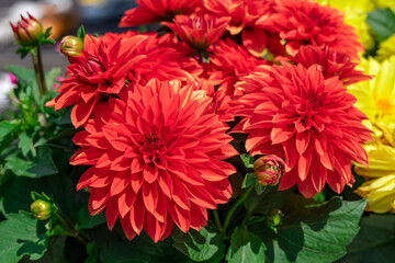 red and yellow chrysanthemum