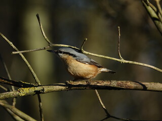 Eurasian nuthatch (Sitta europaea)  perched on woodland tree branch, during winter in UK