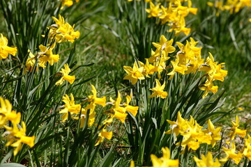 Gelbe Narzissen, Narzissenblüte  (Narcissus Pseudonarcissus), Blumenbeet, Hang, Deutschland