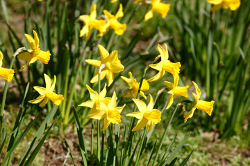 Gelbe Narzissen, Narzissenblüte  (Narcissus Pseudonarcissus), Blumenbeet, Hang, Deutschland