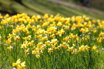 Gelbe Narzissen, Narzissenblüte  (Narcissus Pseudonarcissus), Blumenbeet, Hang, Deutschland