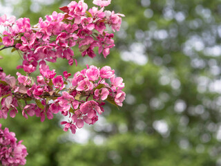 Pink flowers of Crab apple tree, Malus purpurea, blooming in early summer, green forest on a background, closeup with selective focus, and copy space