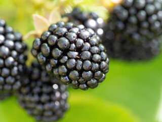 Natural fresh blackberries in a garden. Bunch of ripe blackberry fruit - Rubus fruticosus - on branch of plant with green leaves on farm. Organic farming, healthy food, BIO viands.