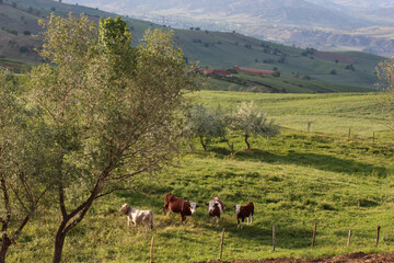 cows grazing in the green field