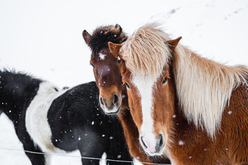 Icelandic horses in winter during snowfall