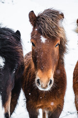 Icelandic horses in winter during snowfall