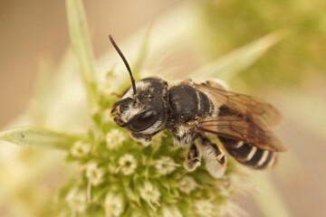 Closeup on a female Variable miner, Andrena variabilis sittin on the green Eryngo flower, Eryngium...