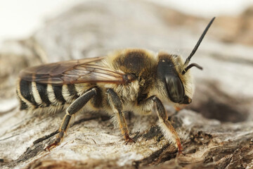 Closeup on alarge male of the White sectioned leafcutter bee, Megachile ericetorum, sitting on wood