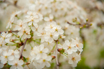 Cherry blossoms close-up with shallow depth of field. Spring flowers.