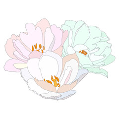 Three colored flowers, big lush flowers