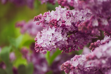 Obraz premium Spring lilac flowers