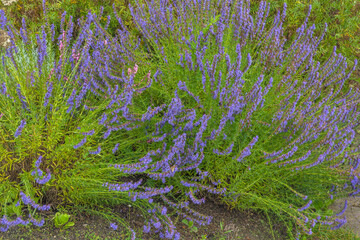 Lush sage bushes in a well-kept garden