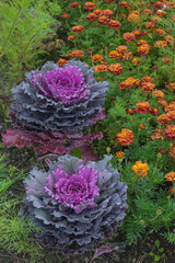 Luxurious heads of decorative cabbage on a flowerbed