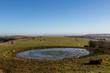 Cows in a field with a dew pond, on Ditchling Beacon in Sussex