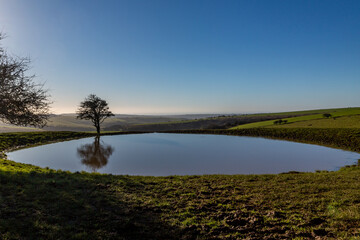 A tree and its reflection in a dew pond, on Ditchling Beacon in Sussex