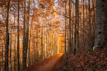 São Lourenço Beech Tree Forest, pathway leaves fall in ground landscape on autumnal background in November, Manteigas, Serra da Estrela, Portugal.
