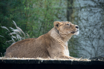 Portrait of female lion lying in a zoologic park