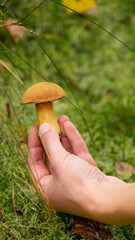 Xerocomellus chrysenteron. Female hands hold a mushroom on a background of moss