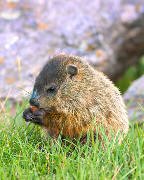 Baby groundhog sitting on the grass eating