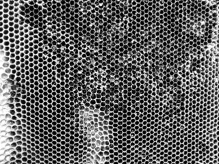 Abstract hexagon structure is honeycomb from bee hive