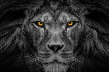 African male lion face , wildlife animal Black and white but with colored eyes 