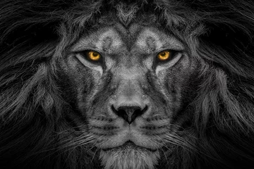Poster African male lion face , wildlife animal Black and white but with colored eyes  © Vieriu