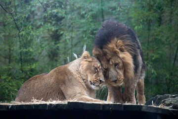 Couple of lions standing at the zoologic park