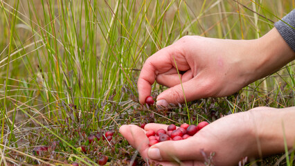 Girl picking berries in the woods. Handful (Fistful) of red cranberries. Fresh berries. No people. Only the hands, palms.