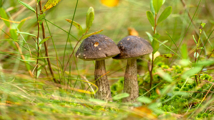 Two Beautiful boletus edulis (king bolete) mushroom.  Growing in forest grass. Low angle view. Forest edible mushrooms