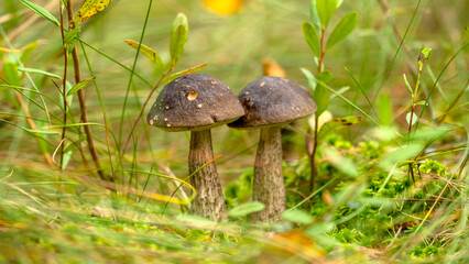 Two Beautiful boletus edulis (king bolete) mushroom.  Growing in forest grass. Low angle view. Forest edible mushrooms