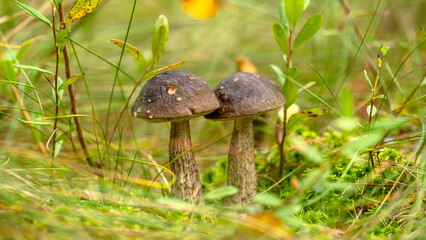 Two Beautiful boletus edulis (king bolete) mushroom.  Growing in forest grass. Low angle view. Forest edible mushrooms