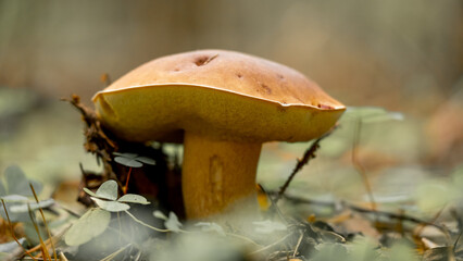 Xerocomellus chrysenteron (Boletus chrysenteron or Xerocomus chrysenteron - edible mushroom) mushroom in forest. Close Up. Low angle.
