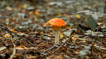 Fly Agaric in grass on a forest. Fly amanita (Amanita muscaria). Close Up. Low Angle View. Toxic...