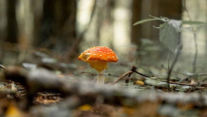 Fly Agaric in grass on a forest. Fly amanita (Amanita muscaria). Close Up. Low Angle View. Toxic...