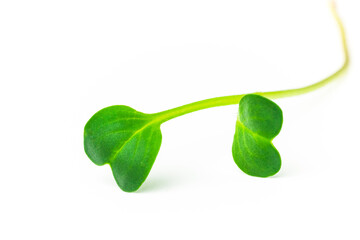 Single radish microgreen shoot isolated on white background. Daikon radish sprout macro...