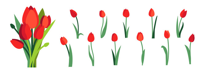 Fototapeta Clip art of red tulip flowers and spring red tulips bouquet isolated on white obraz