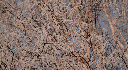 Snow on the tree