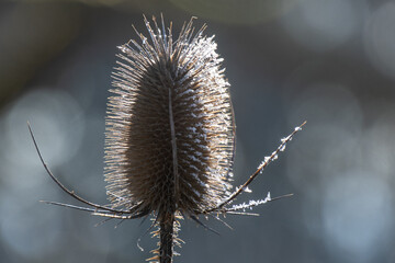 Kardenblüte mit Raureif im Gegenlicht