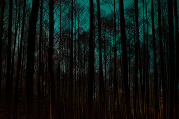 Mroczny las,  ciemne drzewa na tle tajemniczego zielonego nieba