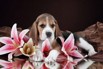 Cute little beagle puppy with lilies